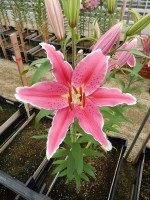 [4314 Ravenna VZ No02.JPG]